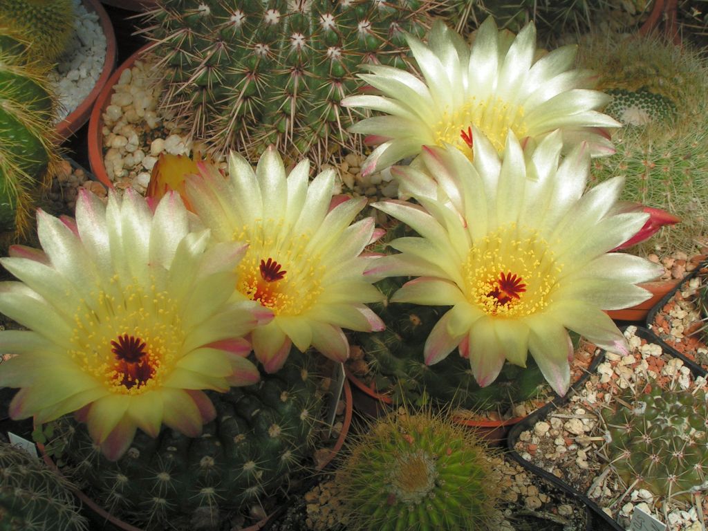 Notocactus apricus